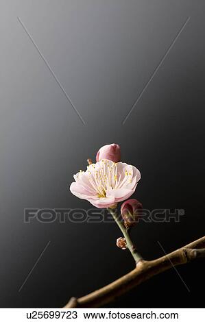 Stock Image - Plum blossoms. Fotosearch