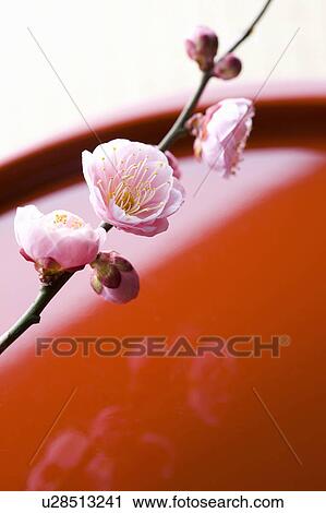 Plum blossoms View Large Photo Image Stock Image - Plum blossoms. Fotosearch