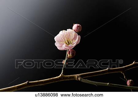 Plum blossoms View Large Photo Image Stock Photo - Plum blossoms. Fotosearch