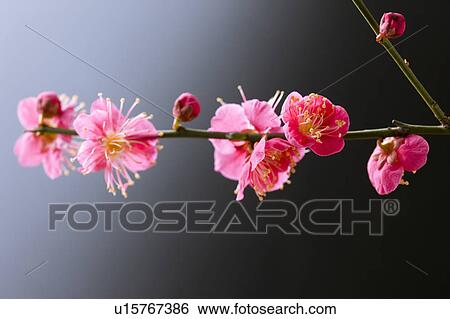Plum blossoms View Large Photo Image Stock Photograph - Plum blossoms. Fotosearch