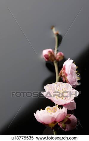 Stock Photography - Plum blossoms. Fotosearch