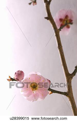Stock Photography - Plum blossoms. Fotosearch