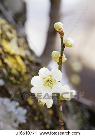 Plum blossoms, Yaita, Tochigi Prefecture, Japan View Large Photo Image Stock Image - Plum blossoms, Yaita, Tochigi Prefecture, Japan. Fotosearch