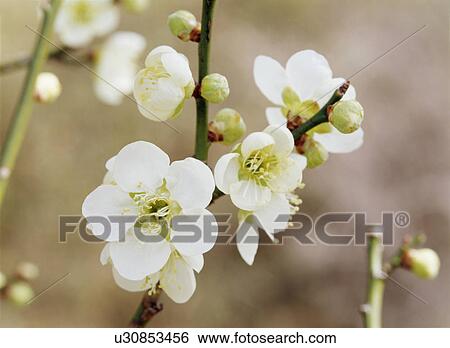 Stock Photograph - Plum blossoms, Yaita, Tochigi Prefecture, Japan. Fotosearch