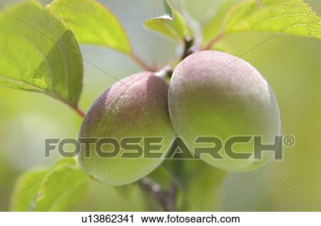 Plums growing on a tree View Large Photo Image Stock Image - Plums growing on a tree. Fotosearch