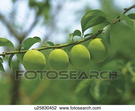 Plums growing on a tree View Large Photo Image Stock Image - Plums growing on a tree. Fotosearch