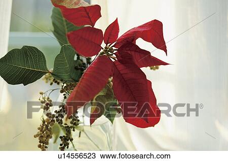 Stock Image - Poinsettia. Fotosearch
