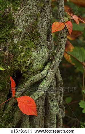 Stock Image - Poison ivy on a tree trunk. Fotosearch
