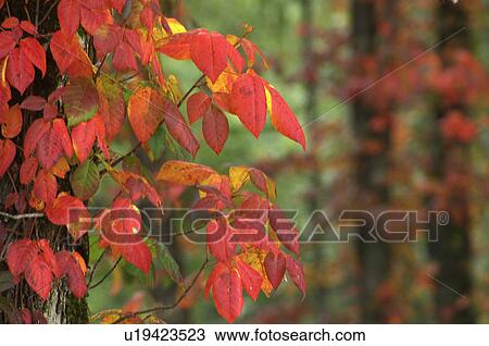 Poison ivy View Large Photo Image Stock Image - Poison ivy. Fotosearch