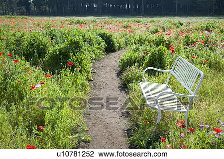 Stock Image - Poppy field and white bench. Fotosearch