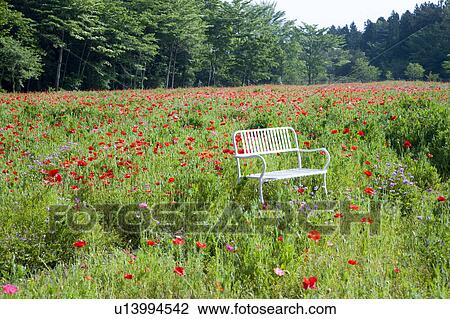 Poppy field and white bench View Large Photo Image Stock Image - Poppy field and white bench. Fotosearch