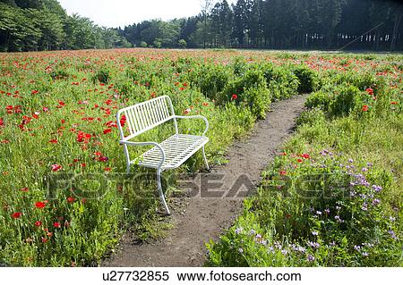 Stock Photography - Poppy field and white bench. Fotosearch