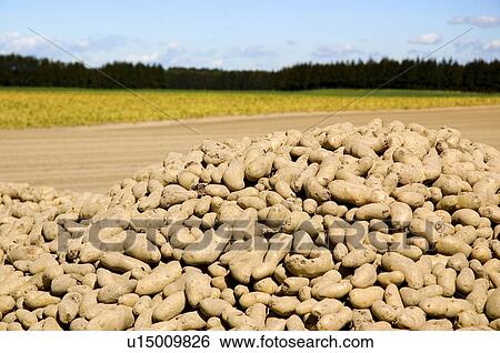 Potatoes in pile beside field, Tokachi, Hokkaido, Japan View Large Photo Image Stock Photograph - Potatoes in pile beside field, Tokachi, Hokkaido, Japan. Fotosearch