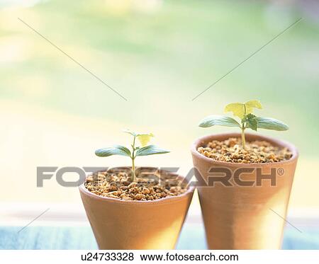 Potted loofah seedlings View Large Photo Image Stock Photo - Potted loofah seedlings. Fotosearch
