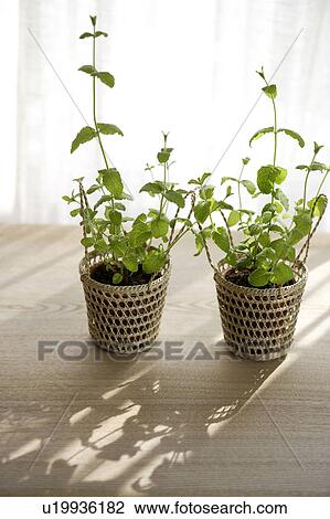 Potted mint plants View Large Photo Image Stock Image - Potted mint plants. Fotosearch