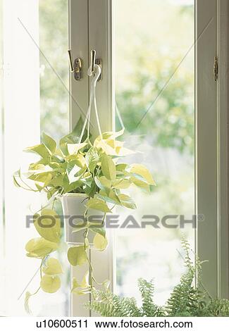 Potted plant hanging on door View Large Photo Image Stock Image - Potted plant hanging on door. Fotosearch