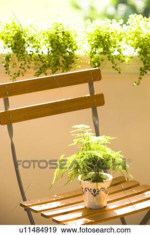 Stock Photo - Potted plant on a chair. Fotosearch