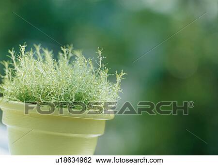 Stock Image - Potted plant. Fotosearch