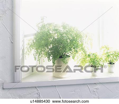 Potted plants on a windowsill View Large Photo Image Stock Image - Potted plants on a windowsill. Fotosearch