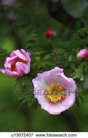 Prickly ash rose View Large Photo Image Stock Photo - Prickly ash rose. Fotosearch