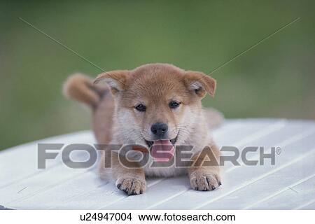 Picture - Puppy on a table. Fotosearch