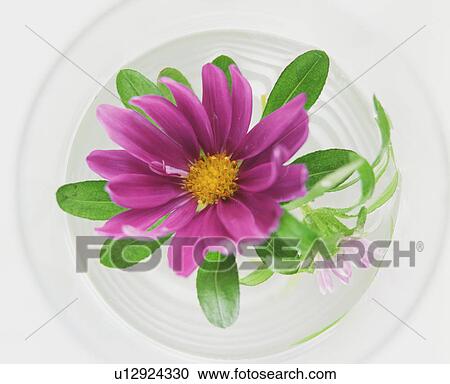 Stock Image - Purple Flower. Fotosearch