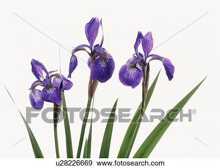 Purple irises View Large Photo Image Stock Photo - Purple irises. Fotosearch