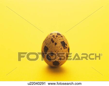 Stock Image - Quail egg. Fotosearch