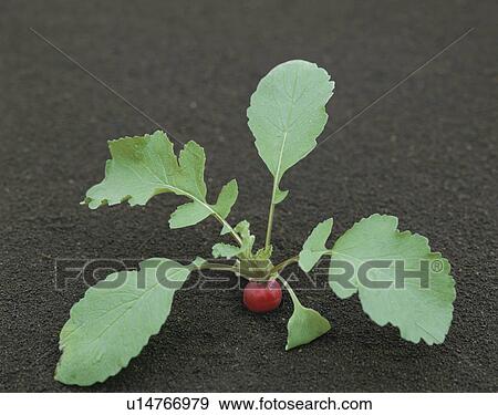 Stock Photo - Radish growing in the ground. Fotosearch