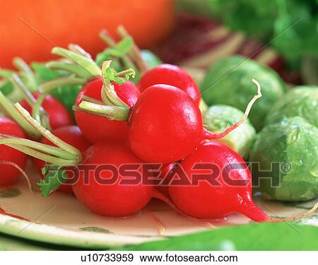 Radishes and Brussels sprouts View Large Photo Image Stock Photo - Radishes and Brussels sprouts. Fotosearch