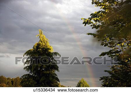 Picture - Rainbow over a Himalyan cedar tree. Yaita, Tochigi Prefecture, Japa. Fotosearch