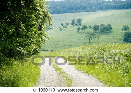 Rapeseed field. Champagne, France View Large Photo Image Stock Image - Rapeseed field. Champagne, France. Fotosearch