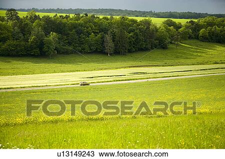 Rapeseed field. Champagne, France View Large Photo Image Stock Image - Rapeseed field. Champagne, France. Fotosearch