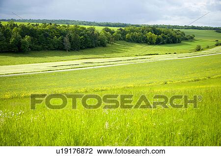 Rapeseed field. Champagne, France View Large Photo Image Stock Image - Rapeseed field. Champagne, France. Fotosearch