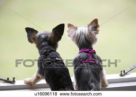Rear view of two dogs looking out a window View Large Photo Image Stock Photo - Rear view of two dogs looking out a window. Fotosearch
