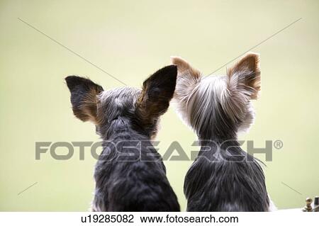 Rear view of two dogs View Large Photo Image Stock Image - Rear view of two dogs. Fotosearch