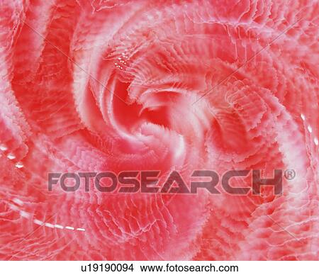 Red and white swirl View Large Photo Image Picture - Red and white swirl. Fotosearch