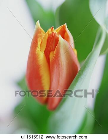 Stock Image - Red and yellow tulip. Fotosearch