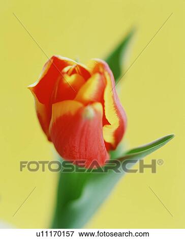 Stock Photo - Red and yellow tulip. Fotosearch