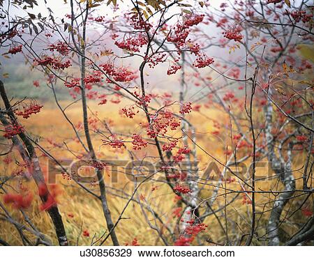 Red berries on a checker tree View Large Photo Image Stock Photo - Red berries on a checker tree. Fotosearch