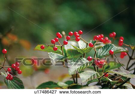 Red berries View Large Photo Image Stock Photo - Red berries. Fotosearch