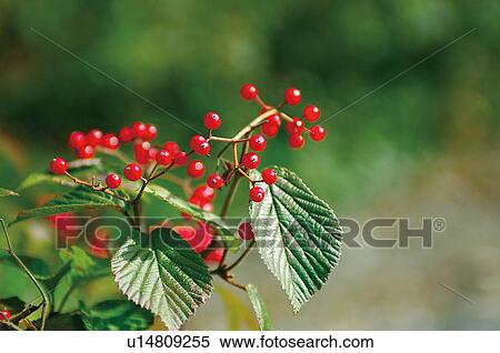 Stock Photography - Red berries. Fotosearch