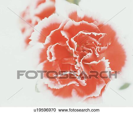 Stock Image - Red carnation with white edges. Fotosearch