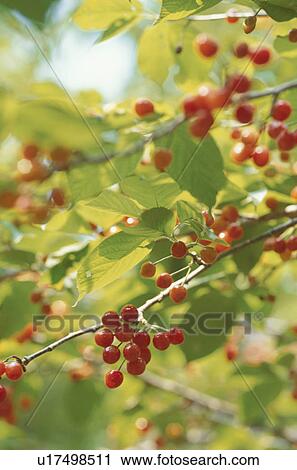 Stock Image - Red cherries growing on branch. Mt Yatsugatake, Yamanashi Prefecture, Japan. Fotosearch