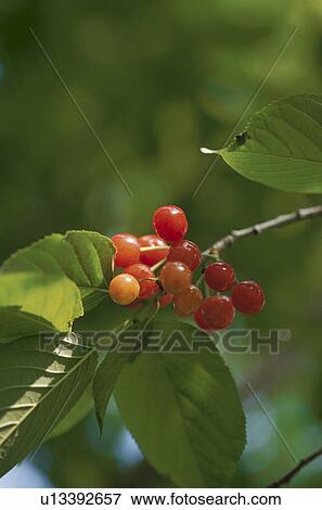 Red cherries growing on branch. Mt Yatsugatake, Yamanashi Prefecture, Japan View Large Photo Image Stock Photo - Red cherries growing on branch. Mt Yatsugatake, Yamanashi Prefecture, Japan. Fotosearch