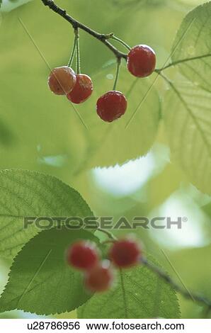 Red cherries growing on branch. Mt Yatsugatake, Yamanashi Prefecture, Japan View Large Photo Image Stock Photograph - Red cherries growing on branch. Mt Yatsugatake, Yamanashi Prefecture, Japan. Fotosearch