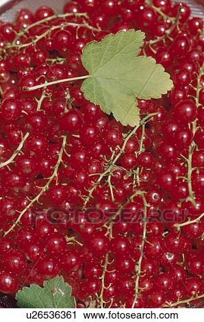 Stock Image - Red currants and leaves. Fotosearch