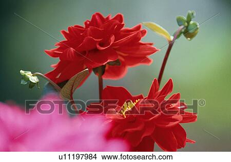 Red dahlias View Large Photo Image Picture - Red dahlias. Fotosearch