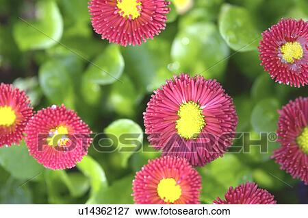 Stock Photo - Red daisies. Fotosearch