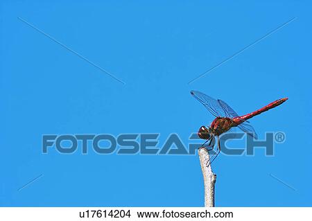 Picture - Red dragonfly against a clear blue sky.. Fotosearch